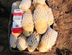 山东滕州荷兰十五土豆大量出货，黄皮黄心，货源充足！！！