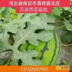 河北保定市伟业西瓜代办处