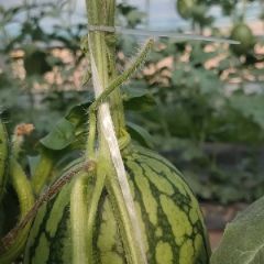 中牟县吊西瓜 自产自销，没有中间商