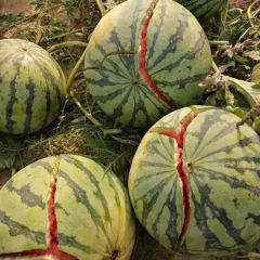 河南商丘美都8424大量上市中