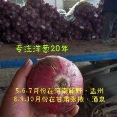 河南新野洋葱，红皮，紫皮，大量有货。
