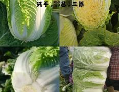 陕西兴平大白菜，万亩大白菜种植传统产业