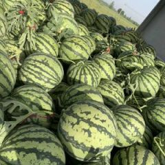 河南夏邑大量供应冠龙西瓜