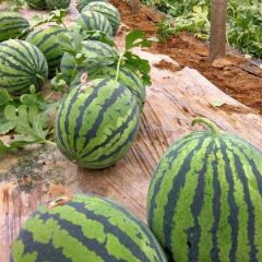 河南省商丘市夏邑县种植西瓜最大基地