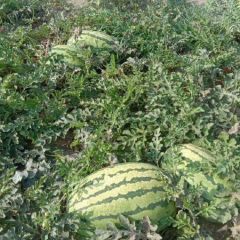 夏邑西瓜大量供应基地