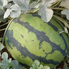 云南红河州建水县甜王西瓜紧急处理