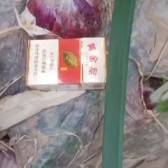 红皮洋葱保证质量，尽快发货