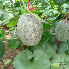 海南新疆哈密瓜 代卖代销各类鲜果 寻长期合作。