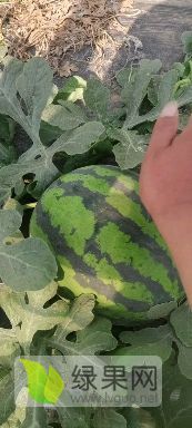 保定甜王西瓜上市了