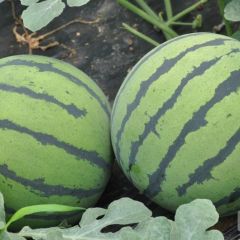 山东禹城京欣西瓜大量上市