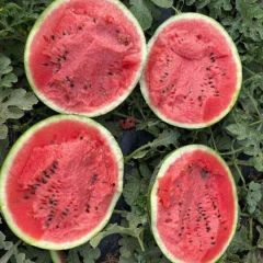 甜王西瓜，货源充足，质量好，价格公平