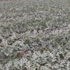 李口镇西瓜大量上市中，今年天气适宜，西瓜品质优