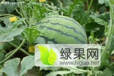 山东禹城西瓜美都华欣469和甜王大量上市中