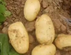 新野土豆大量上市供应！