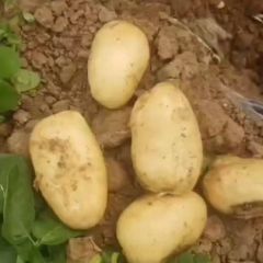 新野土豆大量上市供应！