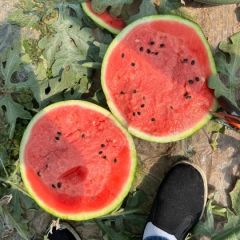 2024年辽宁西瓜代办/新民西瓜代办13948547929