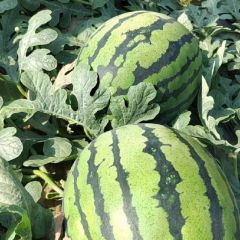 甜王精品瓜，河北保定清苑区精品瓜上市质量高红瓤小黑籽