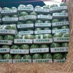湖北钟祥西瓜大上市了