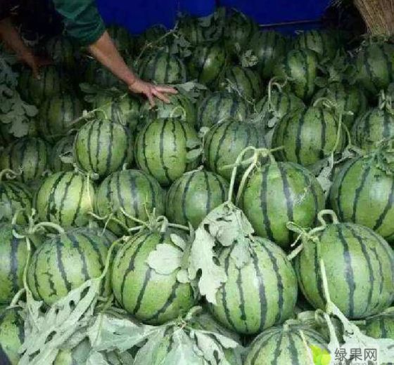 2022年安徽砀山甜王系列价格