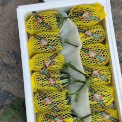 惠民博洋甜瓜 羊角蜜大量上市中