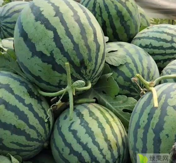 甜王系列价格