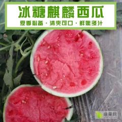 河南夏邑西瓜之乡麒麟西瓜美都系列产地直达