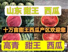 大棚甜王西瓜✔7-15斤✔9-9.5成熟✔山东淄博高青✔万亩西瓜✔