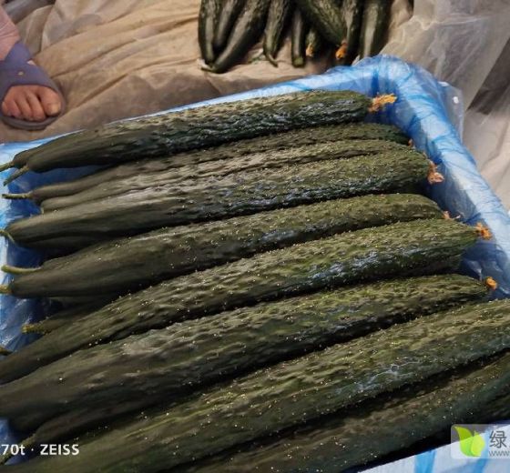 2022年山东沂南德润特7号价格