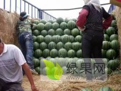 7-12斤，成色好，口感好，瓜个均匀