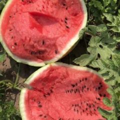 河北保定西瓜大量上市