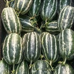 大量供应61，九号，绿宝