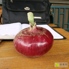 精品洋葱火爆抢购中