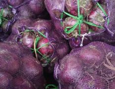 鲁南最大的露天紫皮洋葱种植基地