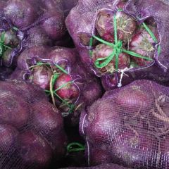 鲁南最大的露天紫皮洋葱种植基地