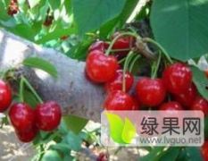櫻桃成熟了，價(jià)格隨行就市