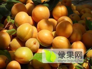 陕西大棚杏园熟了，