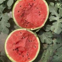 山东昌乐大棚甜王西瓜