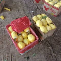 甜瓜山东省临沂产地直供一手货源货源充足