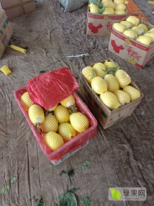 2022年山东费县羊角蜜价格