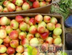大荔縣溫室大棚，冬棗成熟了