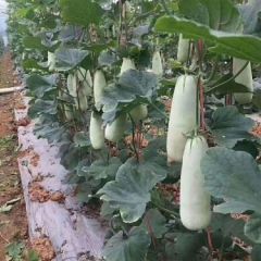 博洋9——博洋61