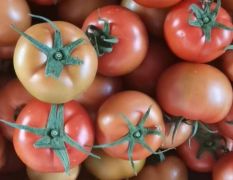 大量供应潍坊地区大红西红柿