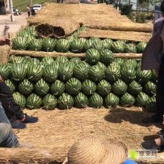 陕西蒲城甜王西瓜供应，甜王西瓜价格