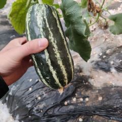 大量供应质优价廉博洋系列甜瓜