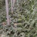 山东甜王西瓜大量上市