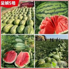 新疆昌吉西瓜代办-新疆吐鲁番产地代收