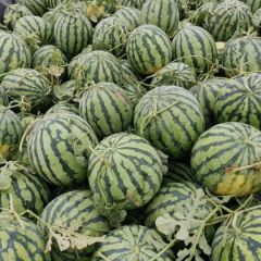 河南郑州甜王纯正美都 8424西瓜 皮薄个大