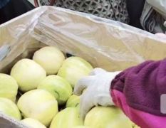 吉林省白城市香瓜产区大量上市