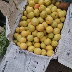 带雹伤的银白杏