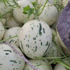 山东聊城莘县蜜露甜瓜 梦露甜瓜产地货源充足